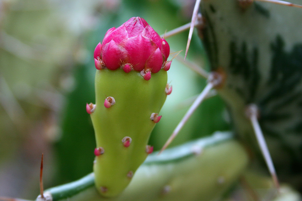 Image of Opuntia cochenillifera specimen.