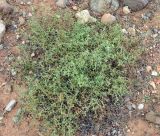 Fagonia paulayana. Цветущее растение. Сокотра, плато Хомхи. 29.12.2013.