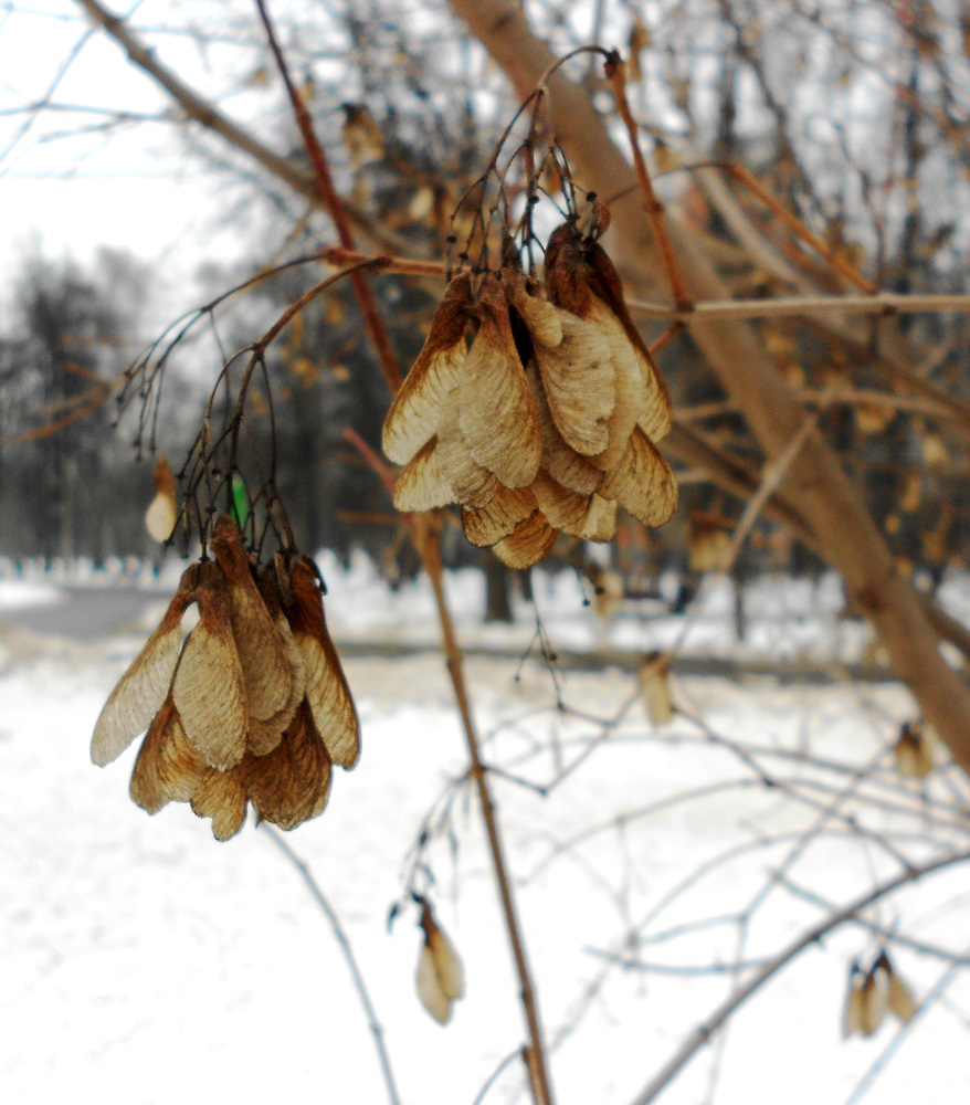 Image of Acer tataricum specimen.