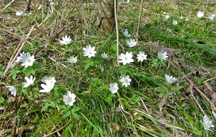 Image of Anemone altaica specimen.