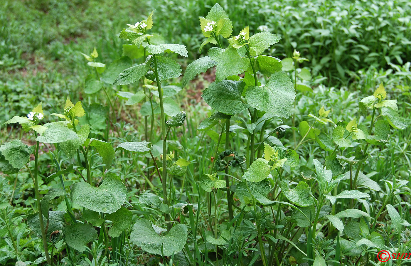 Image of Alliaria petiolata specimen.