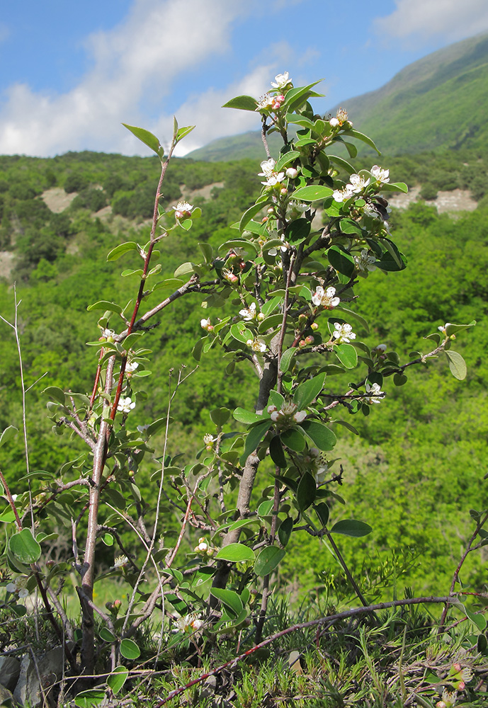 Image of Cotoneaster suavis specimen.