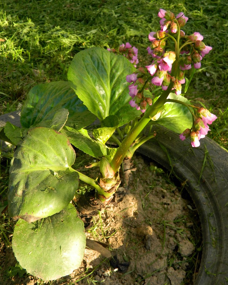 Image of Bergenia crassifolia specimen.