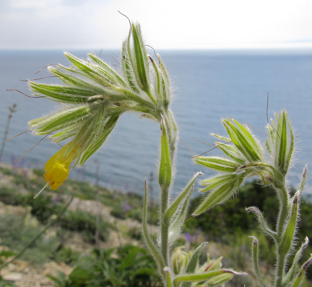 Image of Onosma polyphylla specimen.