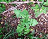 Sonchus oleraceus. Верхушка расцветающего растения. Московская обл., Электрогорск, рудеральное местообитание (под забором). 30.05.2014.