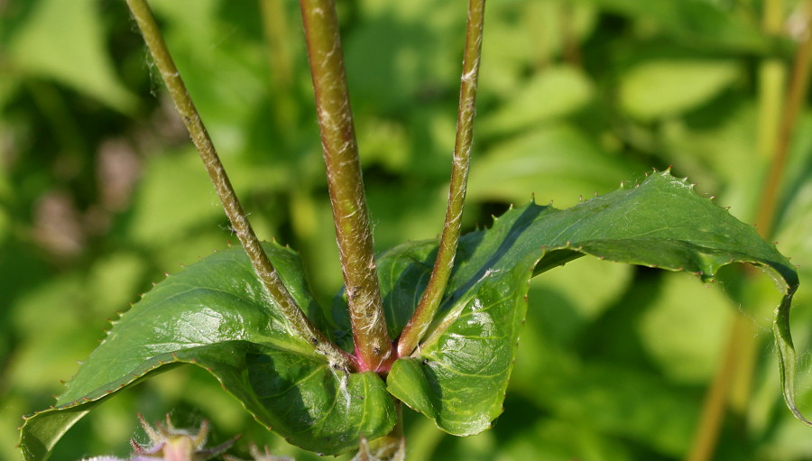 Image of Penstemon digitalis specimen.