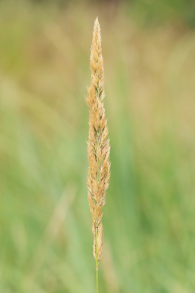 Image of Calamagrostis glomerata specimen.