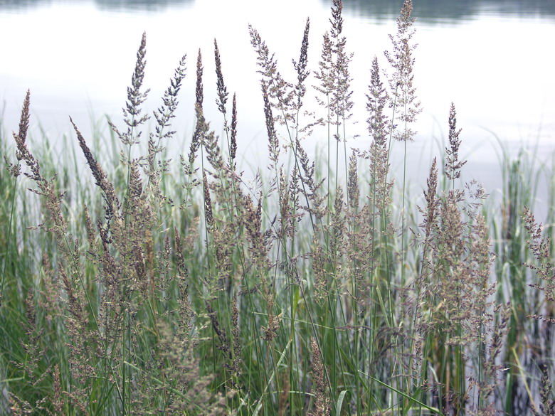 Image of Calamagrostis neglecta specimen.