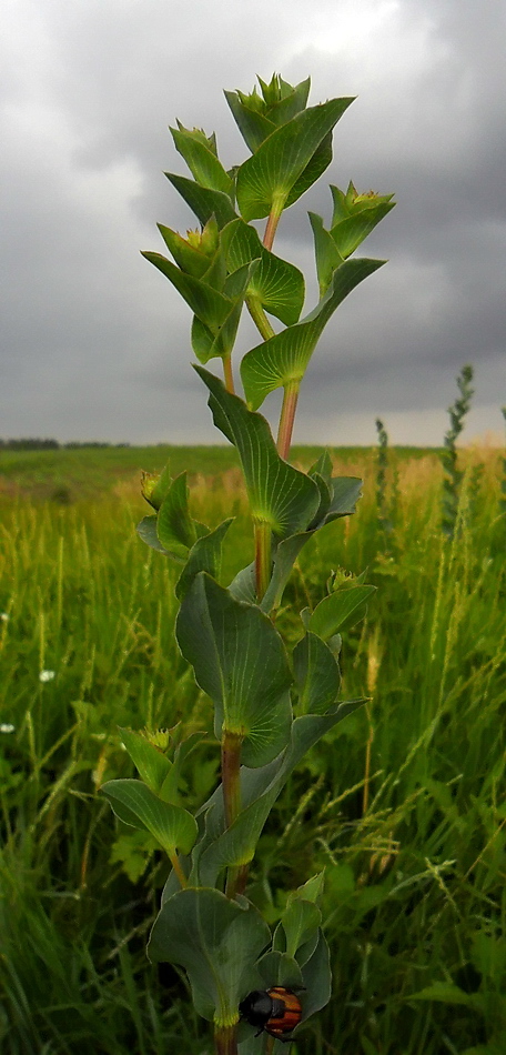 Image of Bupleurum rotundifolium specimen.