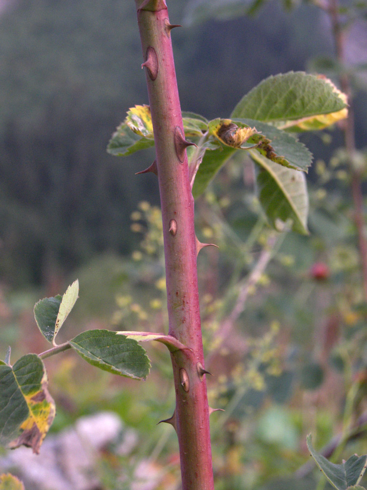 Image of Rosa obtegens specimen.