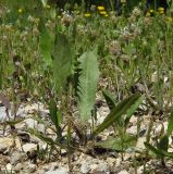 Crepis aspera