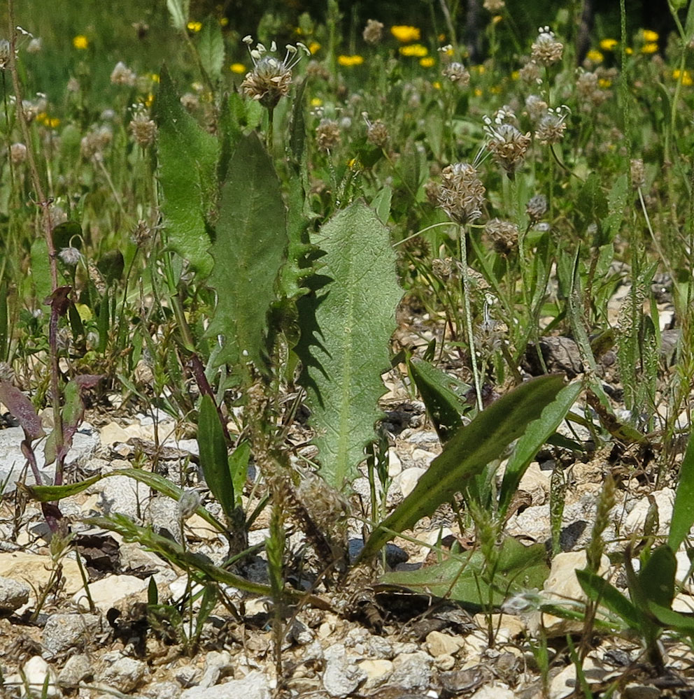 Изображение особи Crepis aspera.