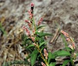 Persicaria lapathifolia. Верхушка побега с соцветиями. Московская обл., Раменский р-н, окр. ж.-д. платформы Хрипань, окраина поля. 28.08.2014.