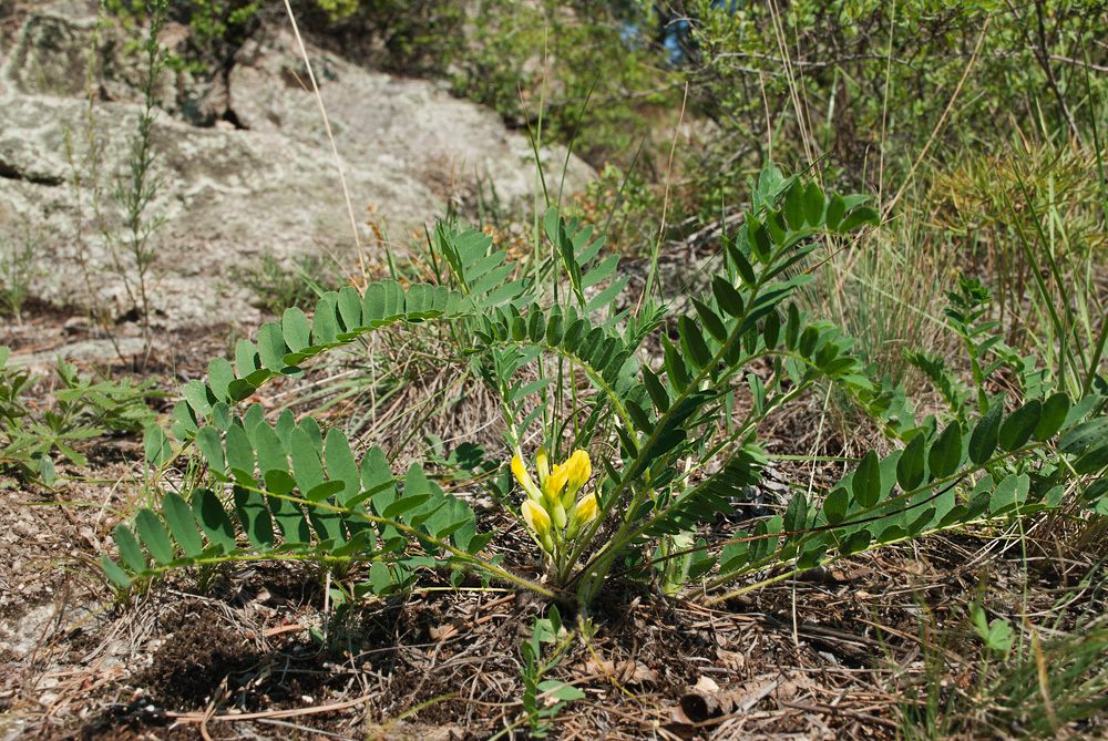 Изображение особи Astragalus schanginianus.