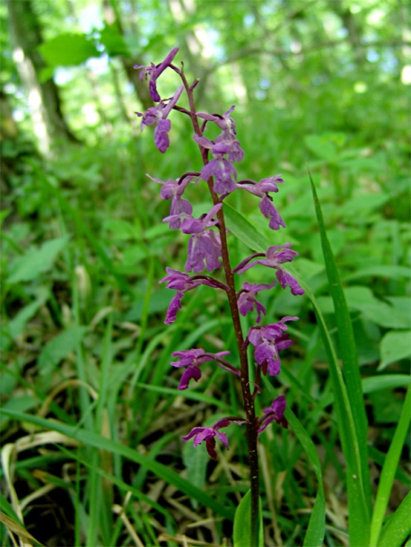 Image of Orchis mascula specimen.