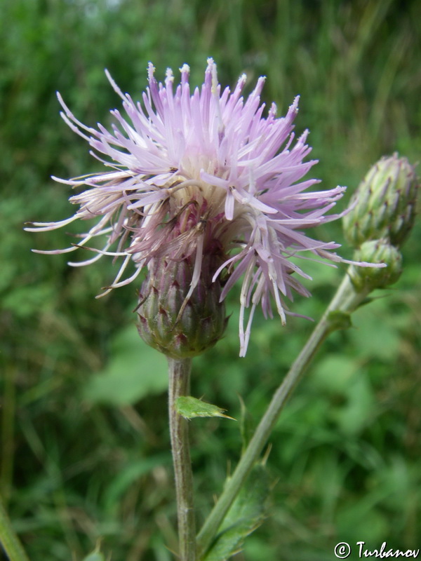 Изображение особи Cirsium incanum.