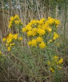 Galatella biflora. Верхушка цветущего растения. Краснодарский край, пойменный луг у р. Ея между станицами Шкуринская и Канеловская. 16.09.2009.