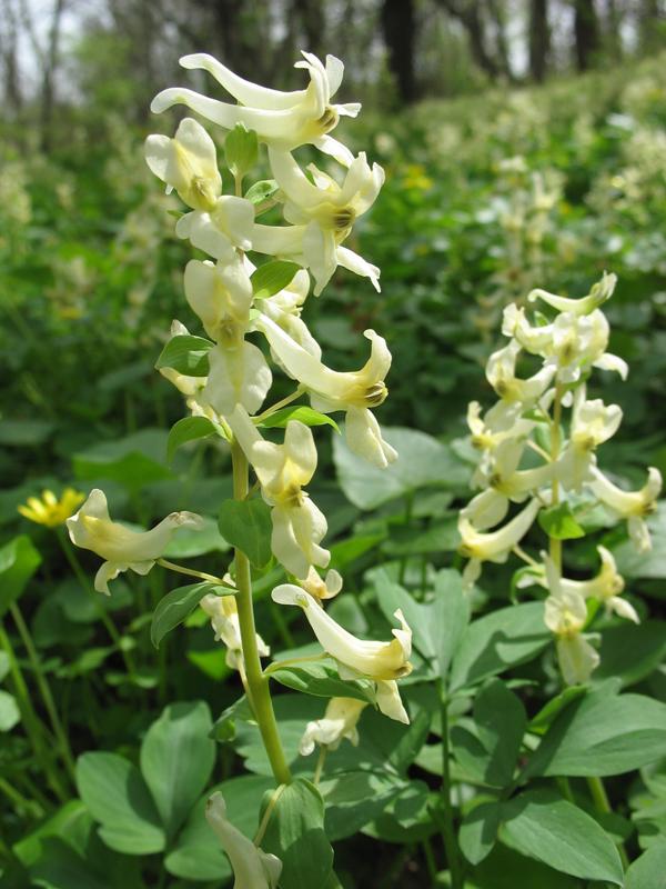 Image of Corydalis marschalliana specimen.