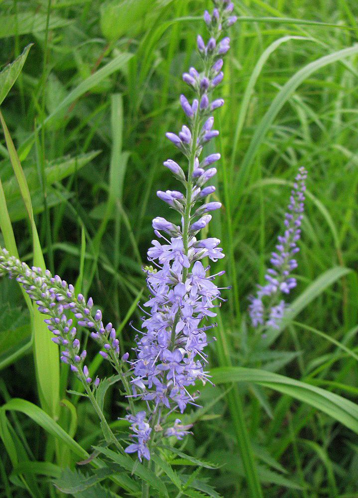 Image of Veronica longifolia specimen.