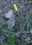Tulipa corynestemon. Цветущее растение. Алтын-Эмель, 07.05.2006.