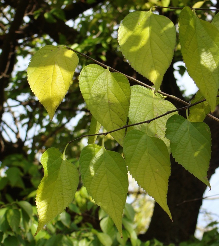 Image of genus Celtis specimen.