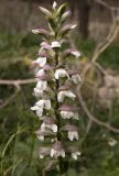 Acanthus mollis. Соцветие. Италия, Саленто, Адриатическое побережье, Санта Мария ди Леука, склон холма над яхтенной мариной, территория парка вокруг фонтана-каскада. 01.06.2014.