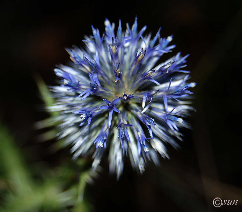 Изображение особи Echinops ritro.