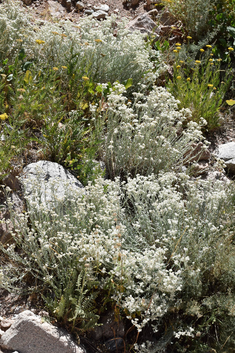 Image of Anaphalis velutina specimen.