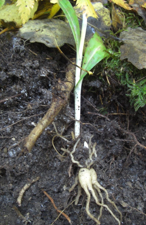 Изображение особи Dactylorhiza fuchsii.