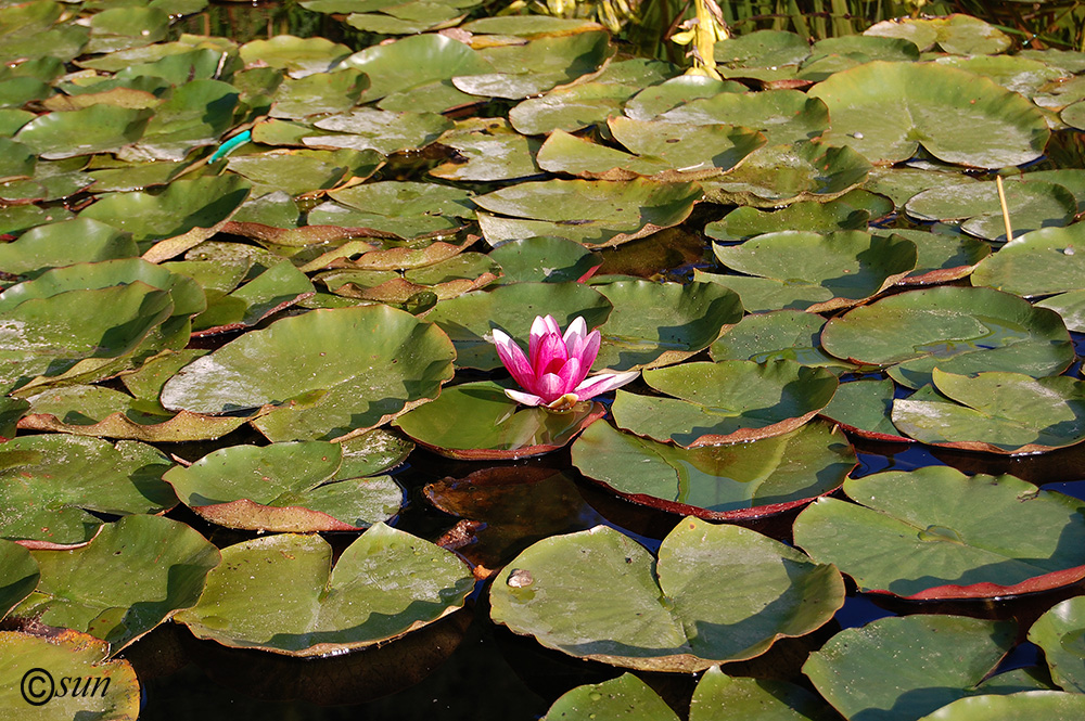 Image of Nymphaea &times; marliacea specimen.