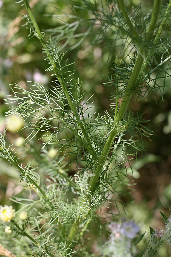 Изображение особи Tripleurospermum inodorum.