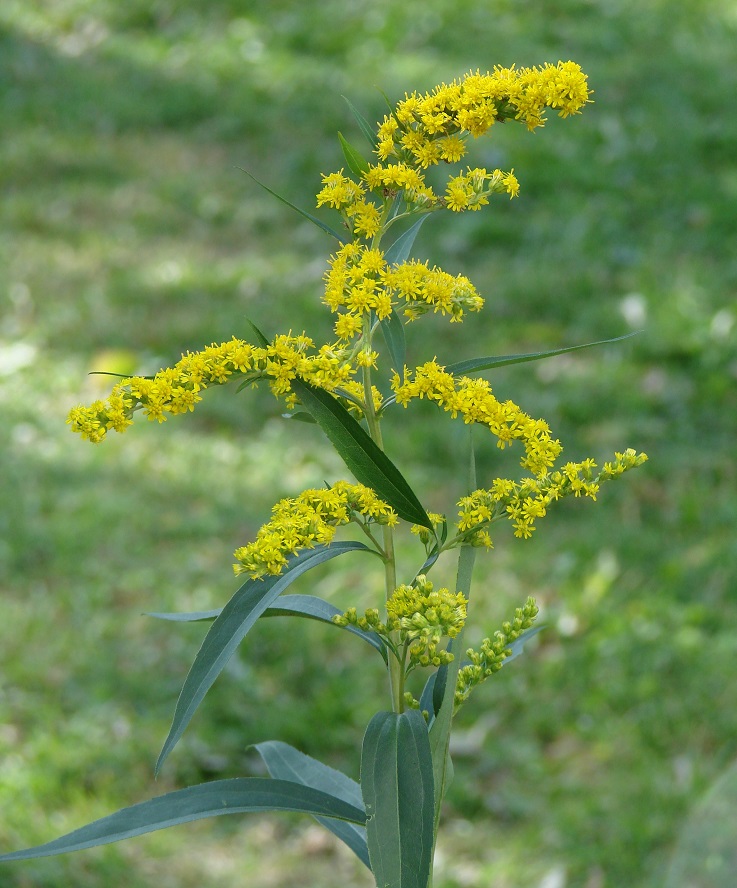 Image of Solidago gigantea specimen.