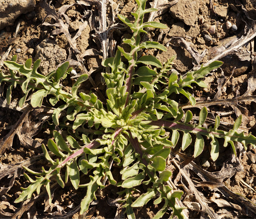 Image of Centaurea adpressa specimen.