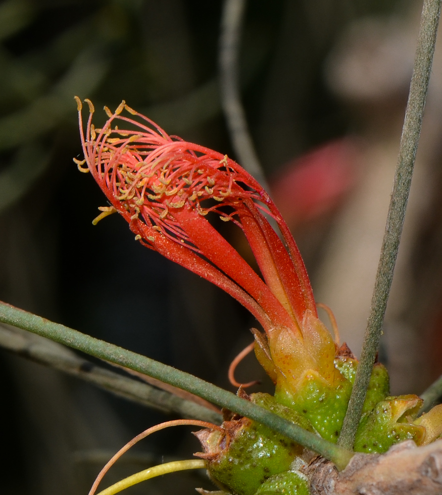 Image of Calothamnus gilesii specimen.