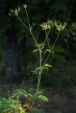 Chaerophyllum aromaticum