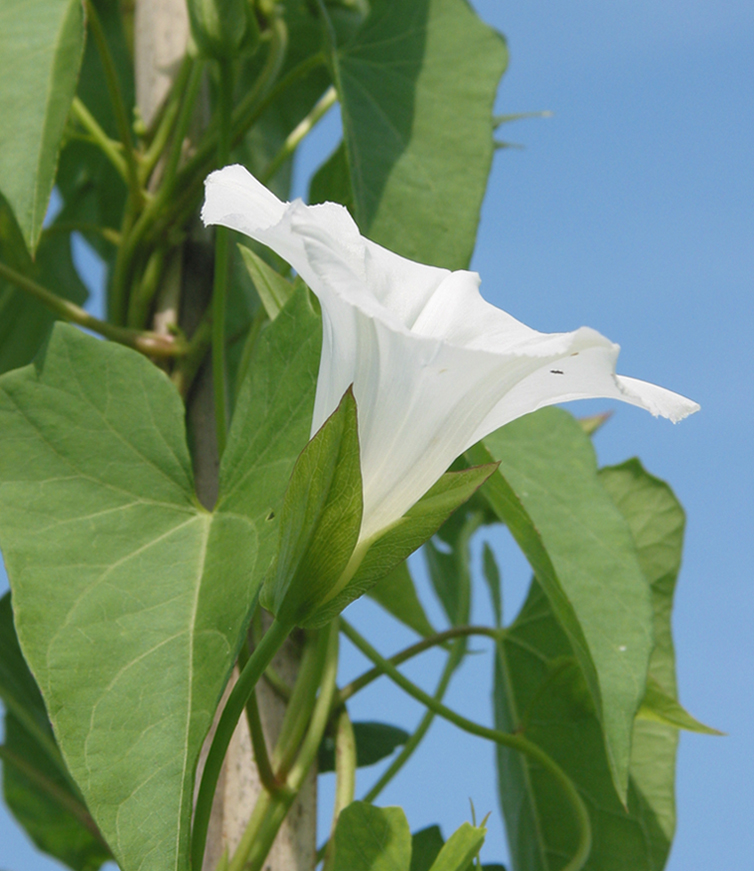 Image of Calystegia sepium specimen.