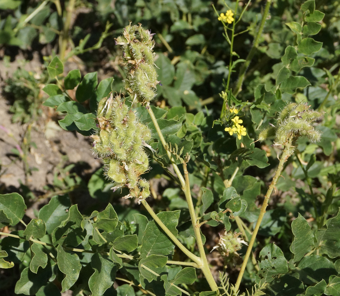 Изображение особи Glycyrrhiza soongorica.