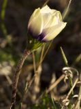 Anemone coronaria. Верхушка побега с цветком. Греция, Эгейское море, о. Парос, холм Кефалос, окр. монастыря Св. Антония; склон холма. 02.01.2016.