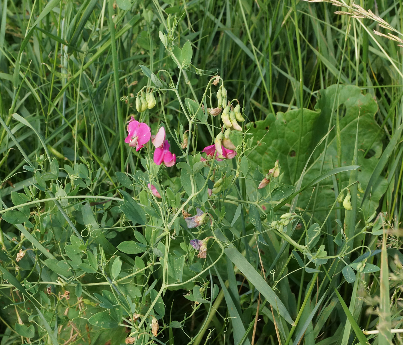 Image of Lathyrus tuberosus specimen.