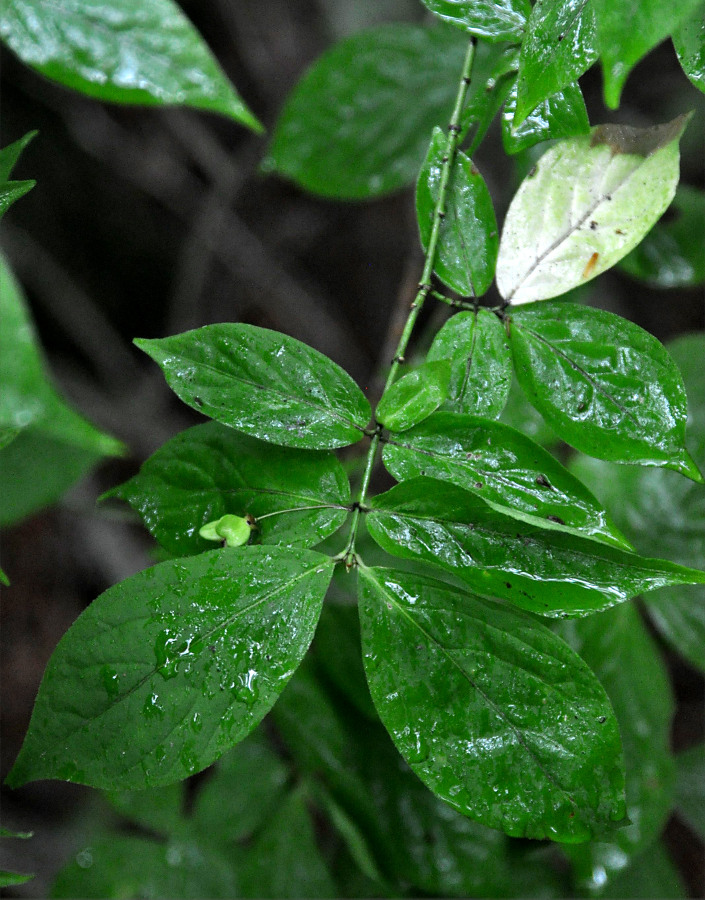 Изображение особи род Euonymus.