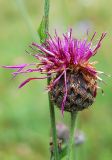 Centaurea scabiosa