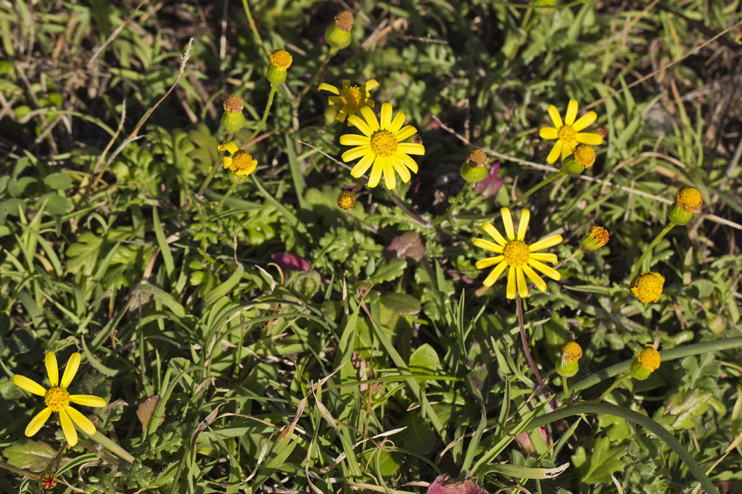 Image of Senecio leucanthemifolius specimen.