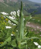 Achillea biserrata. Лист. Адыгея, Кавказский биосферный заповедник, гора Гузерипль, ≈ 2100 м н.у.м., субальпийский луг на склоне горы. 26.07.2015.