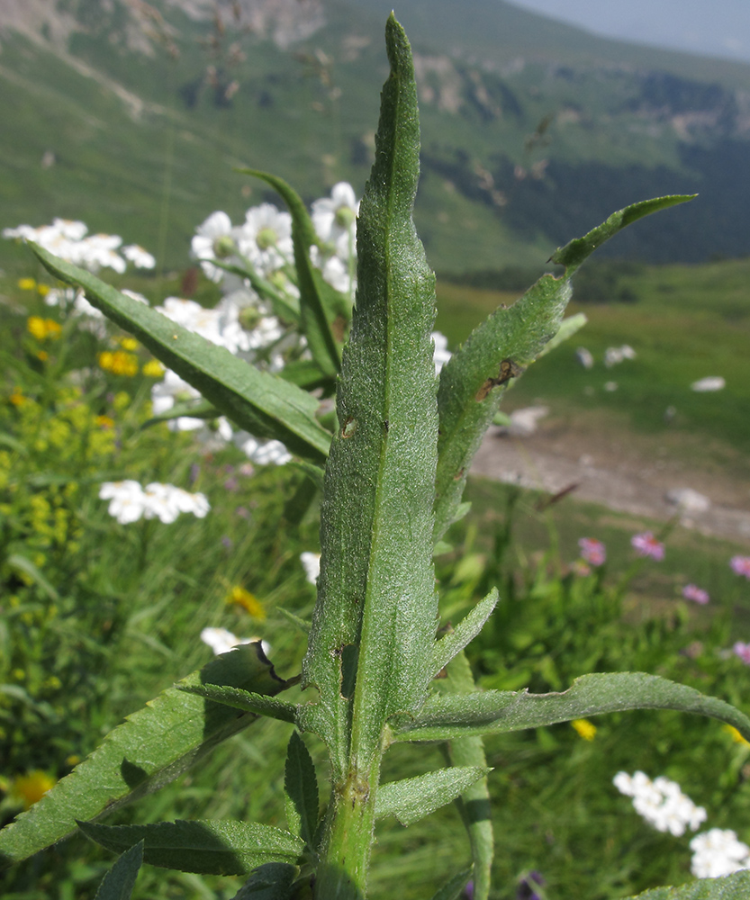 Image of Achillea biserrata specimen.