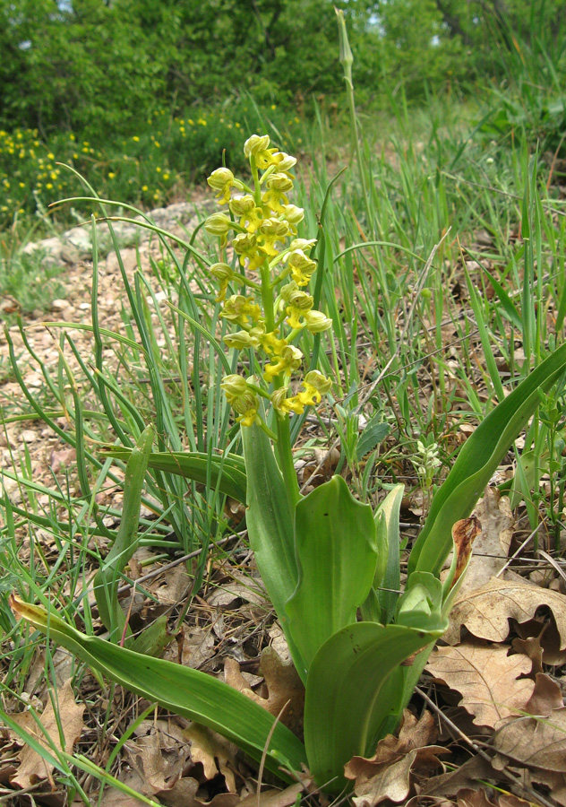 Изображение особи Orchis punctulata.