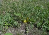 Astragalus pubiflorus