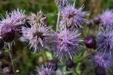 Cirsium setosum. Соцветия. Самарская обл., Ставропольский р-н, окр. с. Винновка, южный склон Жигулёвской возвышенности, остепнённый луг. 12.07.2006.