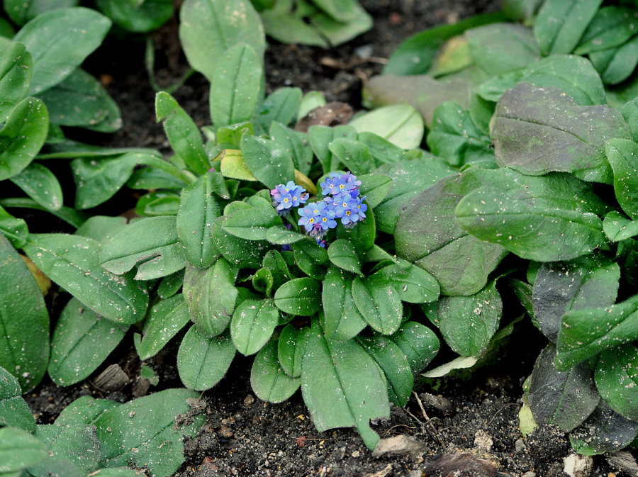 Image of genus Myosotis specimen.