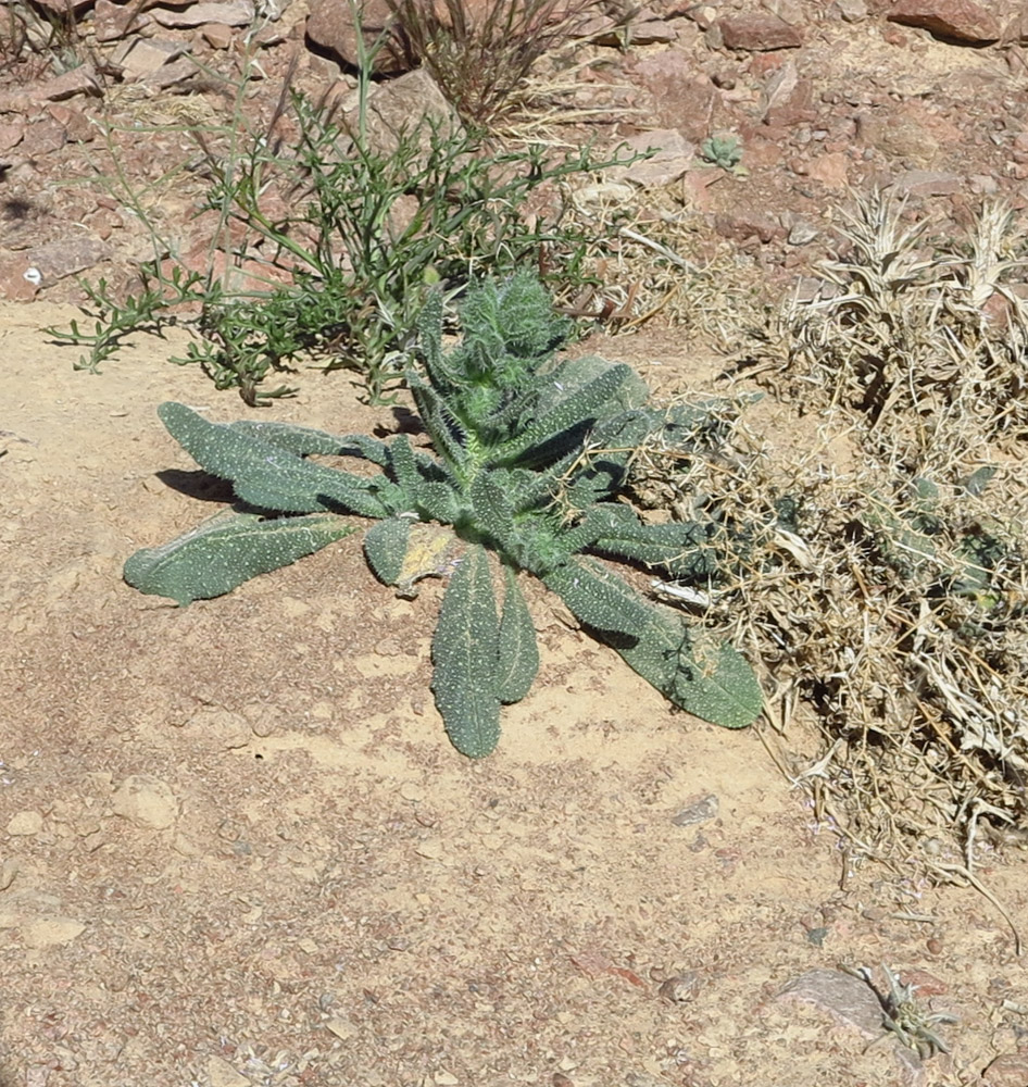 Image of Echium rauwolfii specimen.