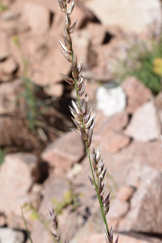 Image of Melica jacquemontii specimen.